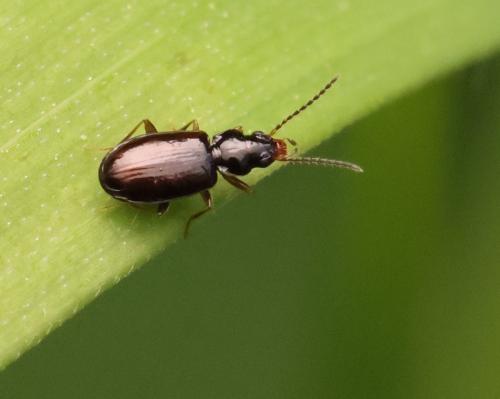 Réf. 341 313 : Tachys bistriatus